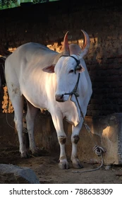 Khillari Draft Bull